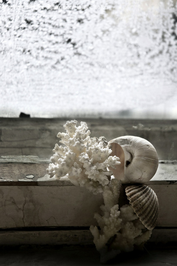 Sea Life, Animal, Fungus, Invertebrate, Seashell