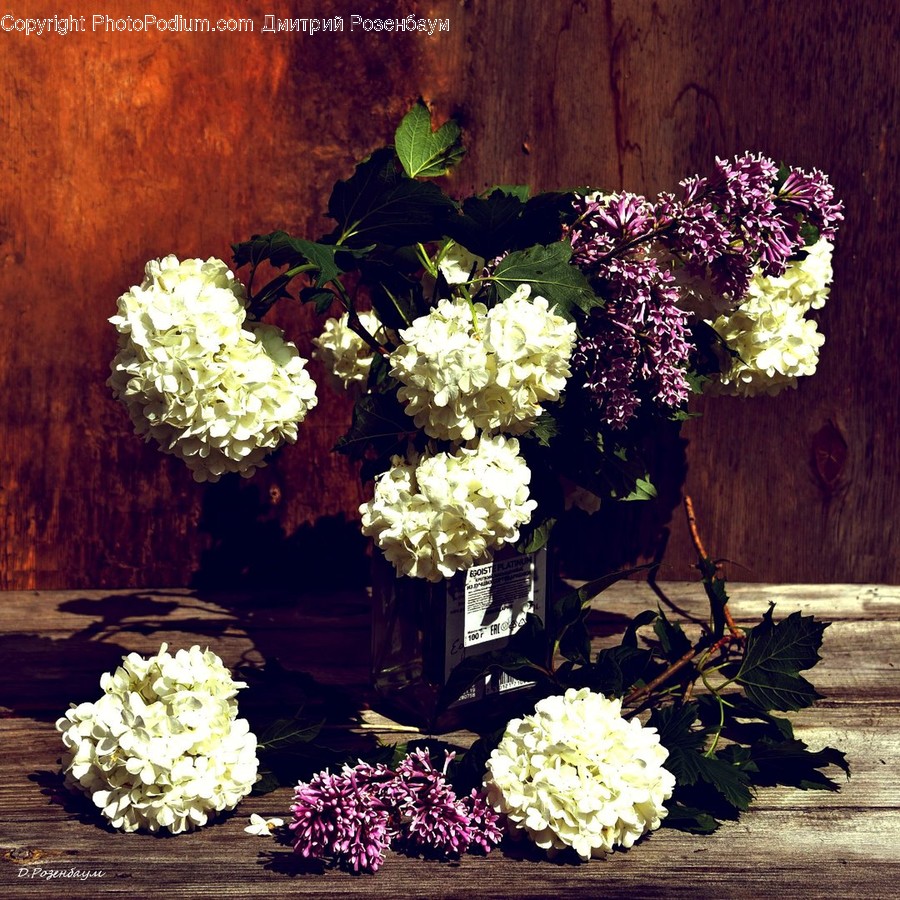 Plant, Flower Bouquet, Blossom, Flower, Flower Arrangement