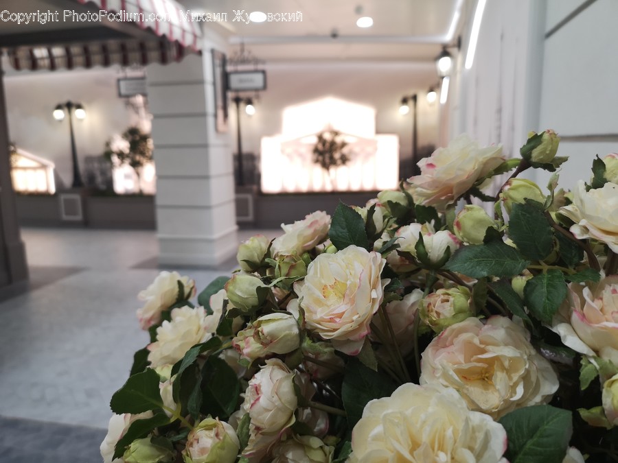 Plant, Flower, Blossom, Flower Bouquet, Flower Arrangement