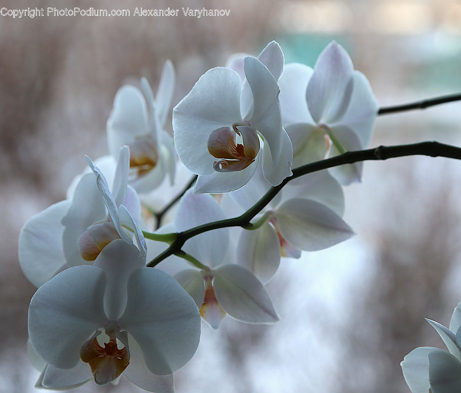 Plant, Flower, Blossom, Orchid, Geranium