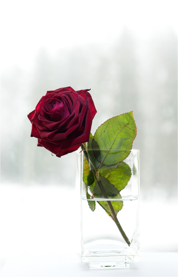 Plant, Rose, Flower, Blossom, Petal