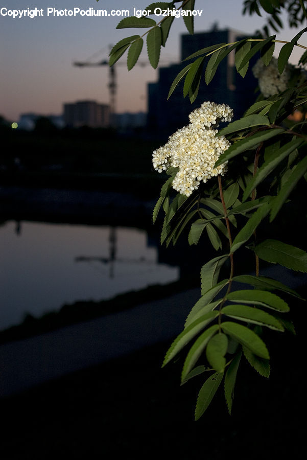 Plant, Potted Plant, Blossom, Flora, Flower, Flower Arrangement, Flower Bouquet