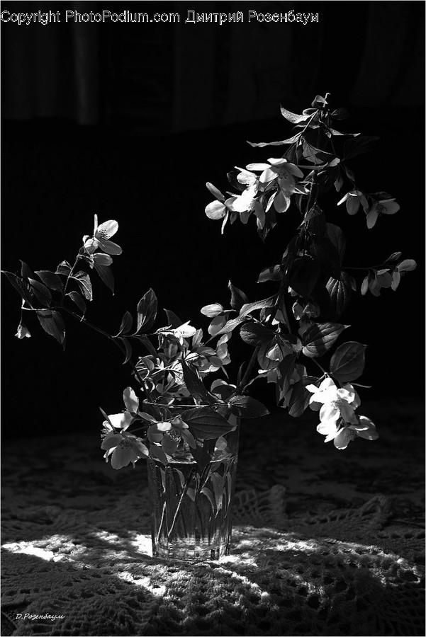 Plant, Flower, Blossom, Leaf, Acanthaceae
