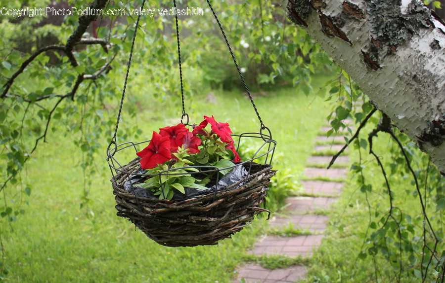 Plant, Vase, Jar, Pottery, Flower