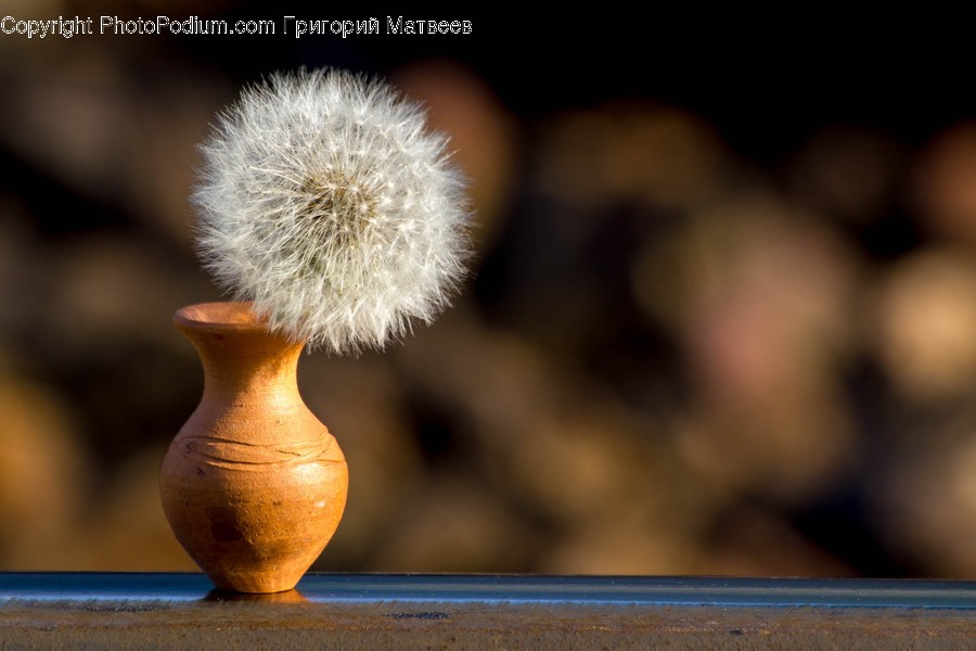 Plant, Flower, Blossom, Dandelion