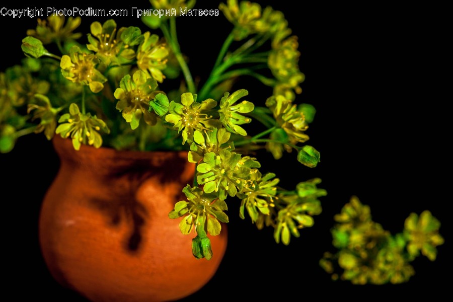 Plant, Vase, Pottery, Potted Plant, Jar