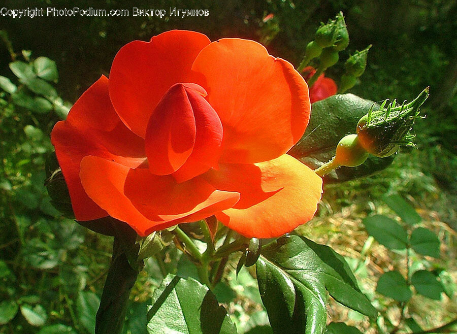 Blossom, Flower, Rose, Plant, Petal