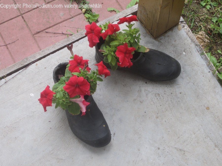 Apparel, Clothing, Plant, Blossom, Flower