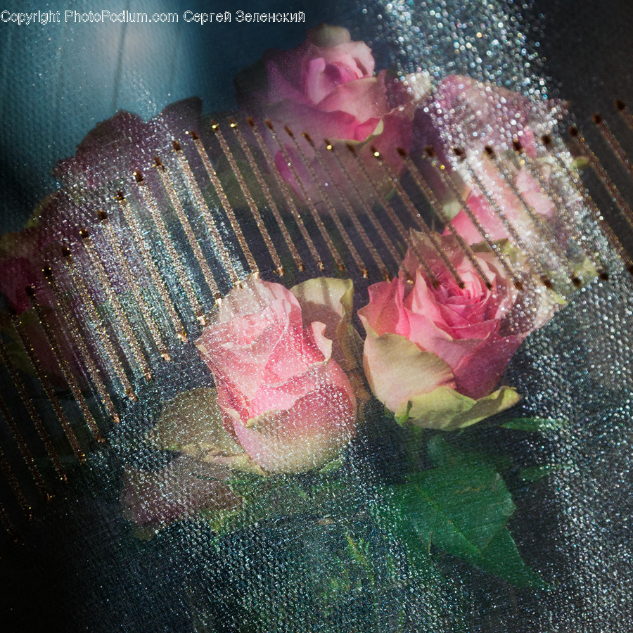 Plant, Flower Arrangement, Blossom, Flower Bouquet, Flower