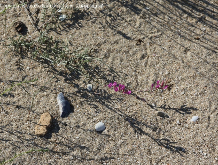 Ground, Soil, Bird, Animal, Rock