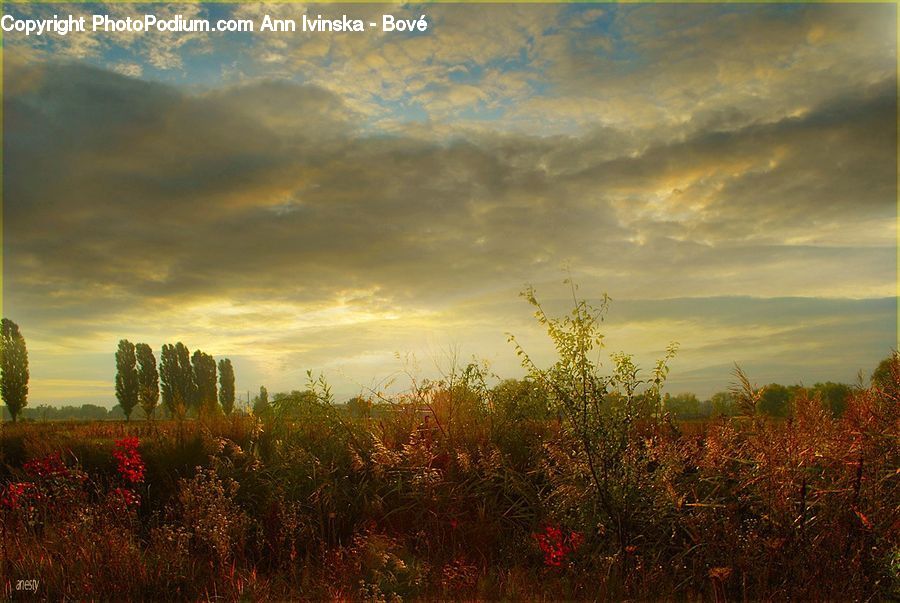 Field, Grass, Grassland, Land, Outdoors, Plant, Potted Plant