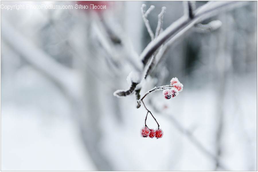 Nature, Ice, Outdoors, Snow, Frost