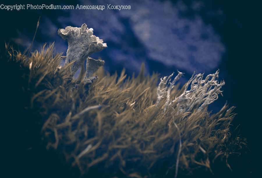Plant, Outdoors, Nature, Mushroom, Fungus