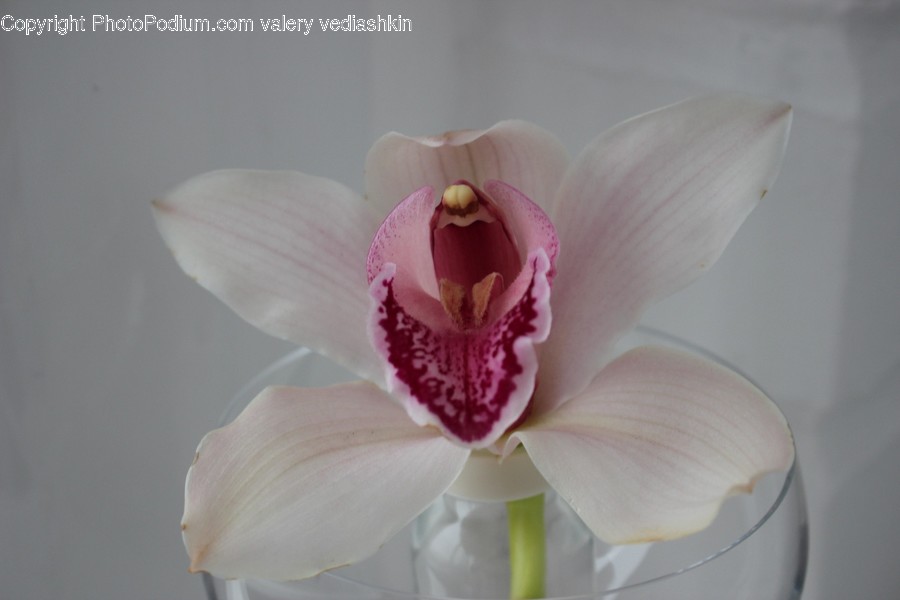 Plant, Flower, Blossom, Orchid