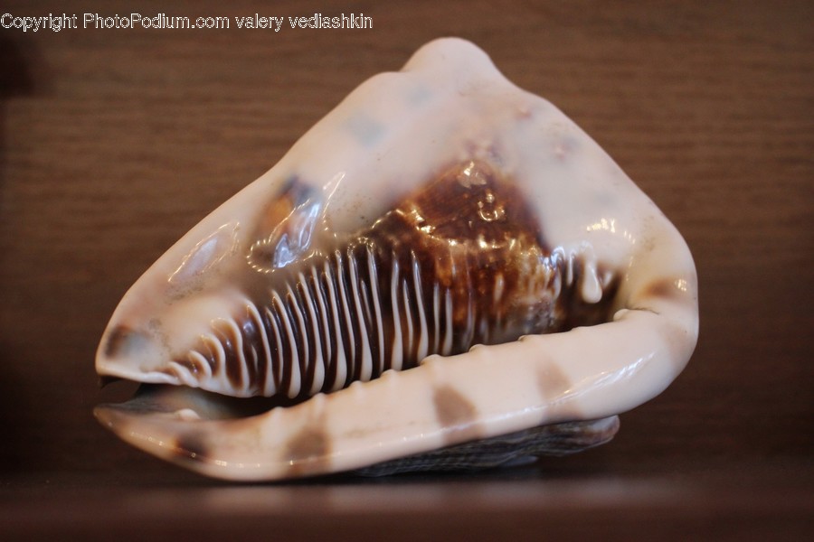 Fish, Animal, Seashell, Invertebrate, Sea Life