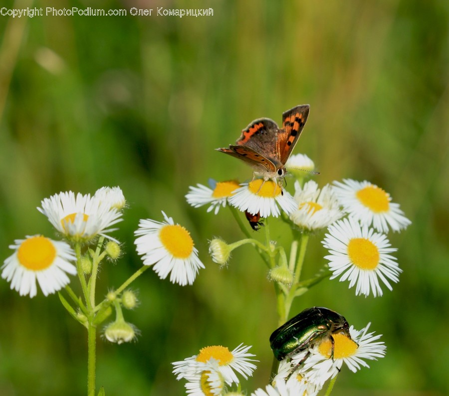 Honey Bee, Animal, Bee, Invertebrate, Insect