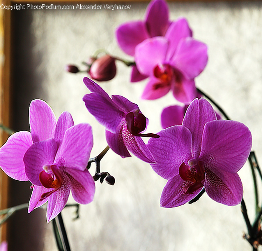 Plant, Blossom, Flower, Orchid, Geranium