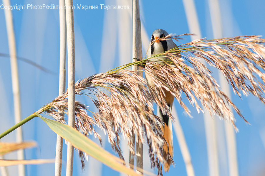 Grass, Plant, Bird, Animal, Reed