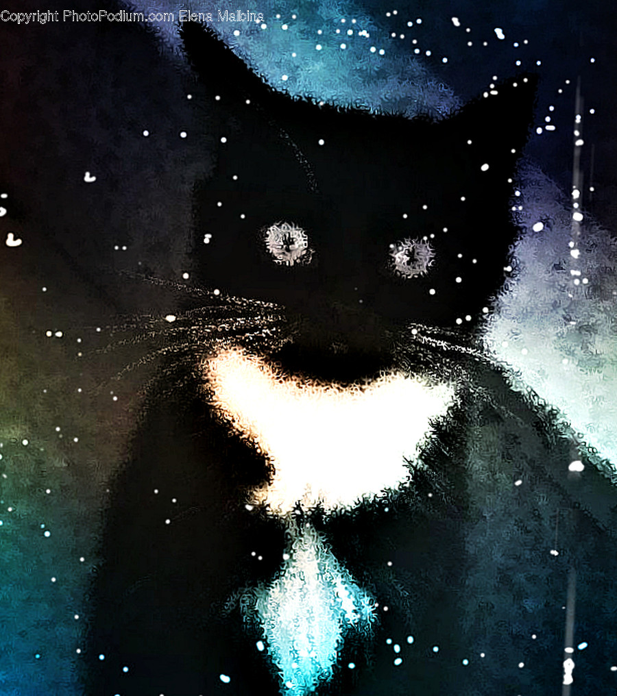 Animal, Mammal, Cat, Pet, Black Cat