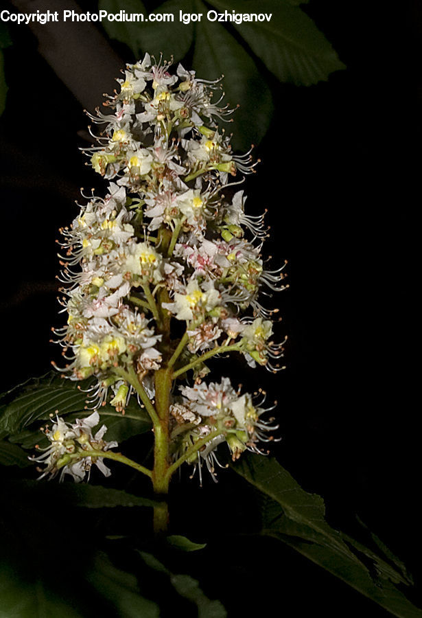 Blossom, Flora, Flower, Plant, Asteraceae, Aster, Weed