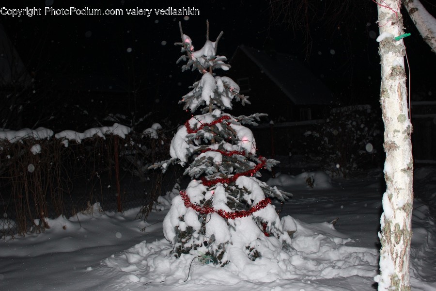 Nature, Outdoors, Plant, Tree, Winter