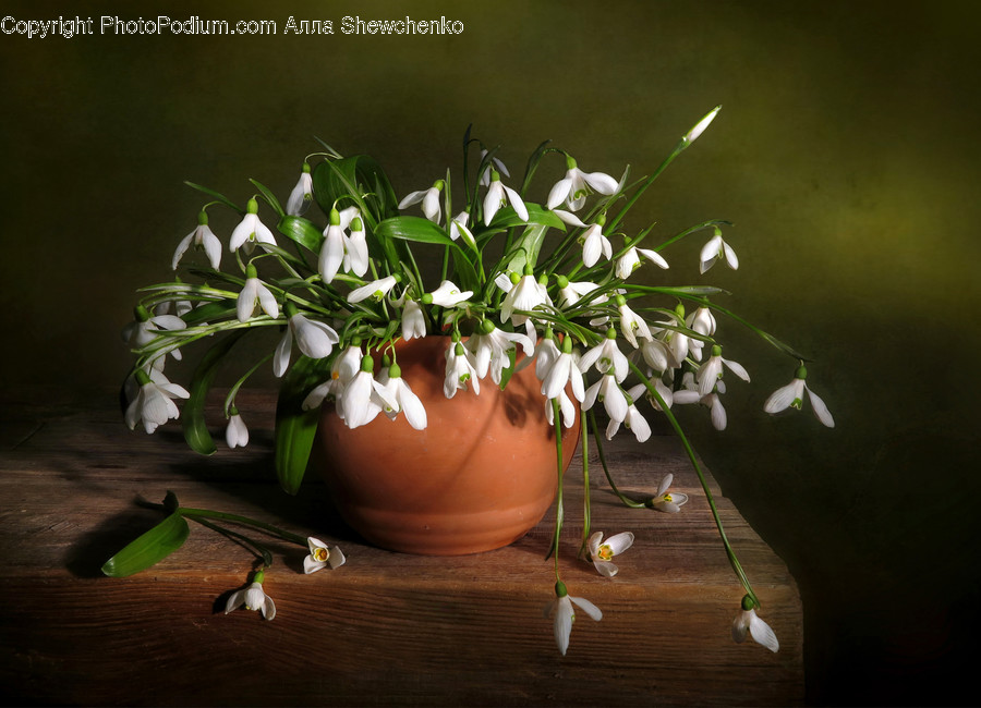 Plant, Blossom, Flower, Flower Arrangement, Flower Bouquet