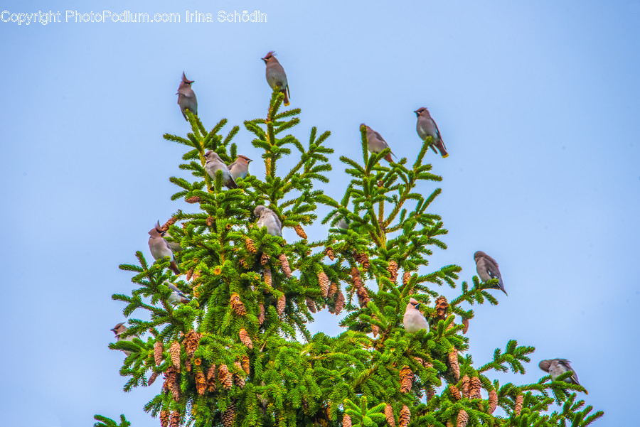 Animal, Bird, Finch, Jay, Plant