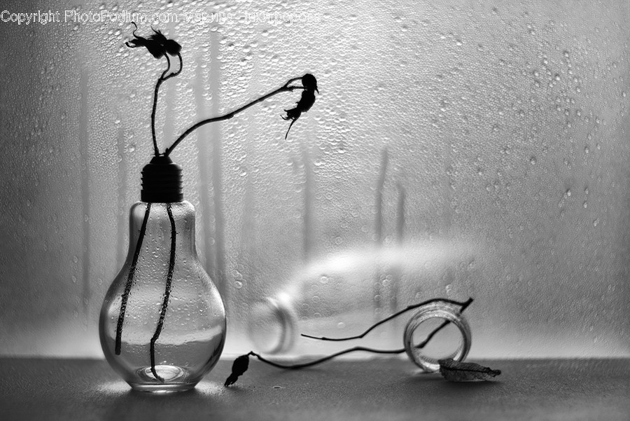 Animal, Bird, Wall, Light, Jar