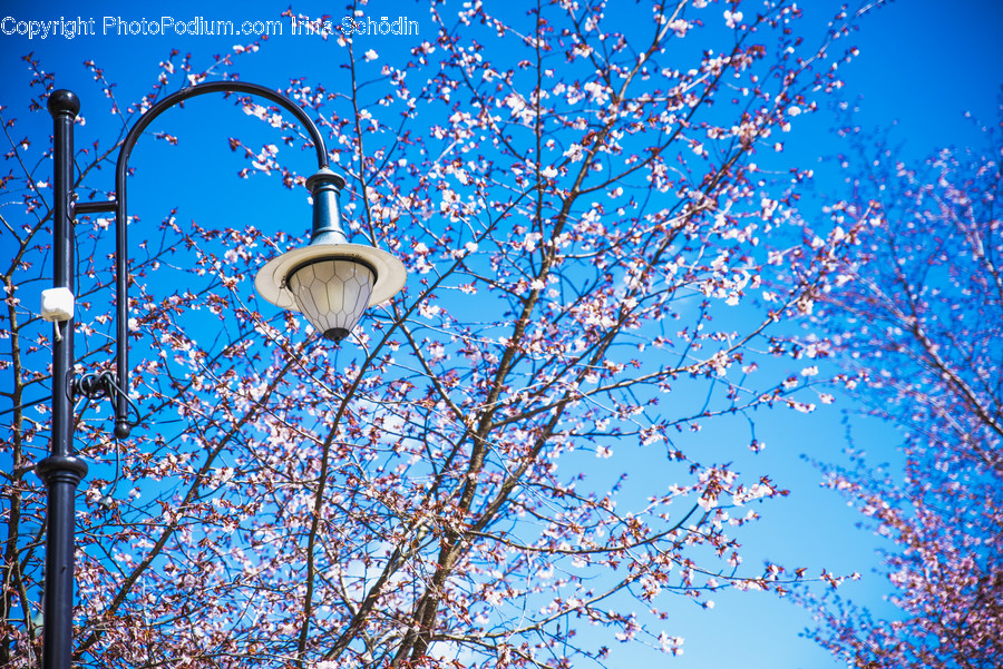 Lamp Post, Plant, Tree, Blossom, Flower