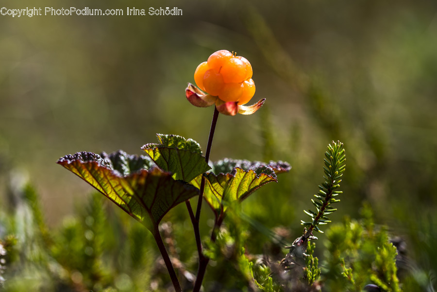 Plant, Geranium, Blossom, Flower, Leaf