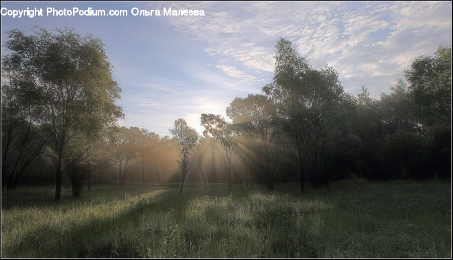 Field, Grass, Grassland, Plant, Fog, Land, Outdoors