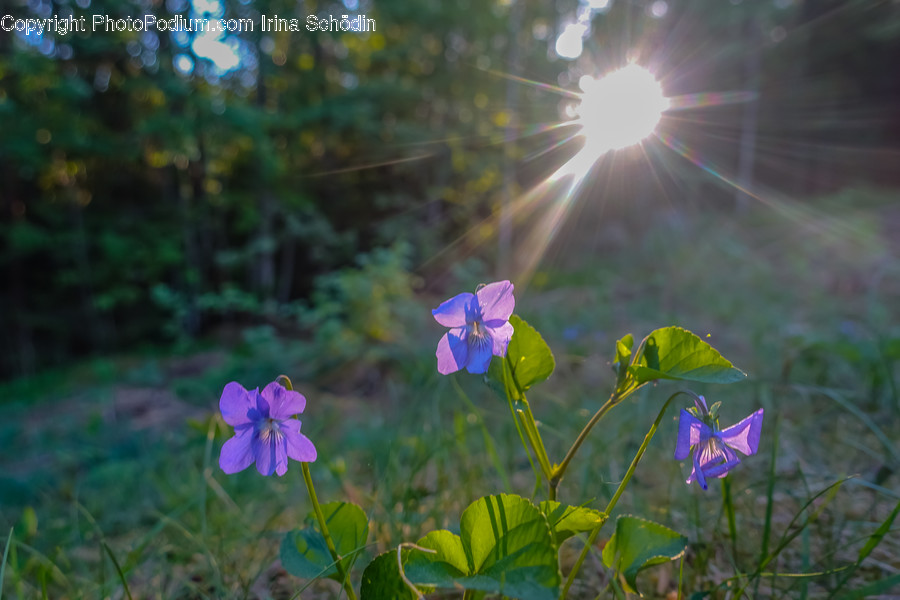 Blossom, Plant, Geranium, Flower, Light