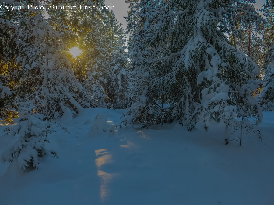 Tree, Plant, Abies, Fir, Conifer