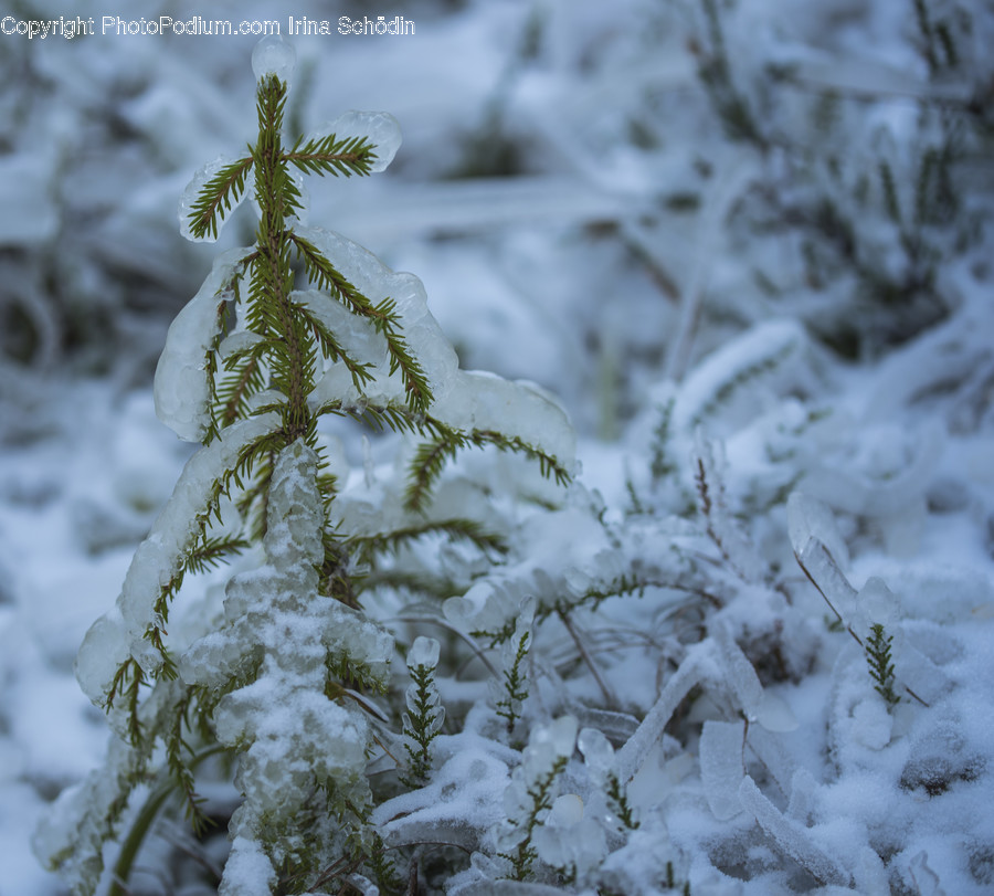 Nature, Ice, Outdoors, Snow, Frost