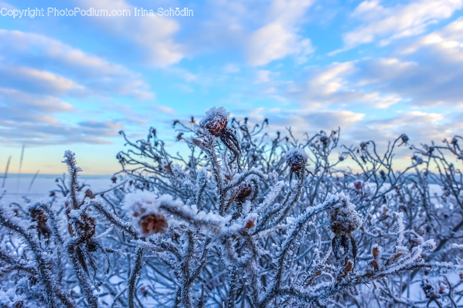 Nature, Outdoors, Ice, Snow, Frost