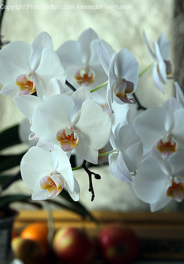 Plant, Blossom, Flower, Orchid, Geranium