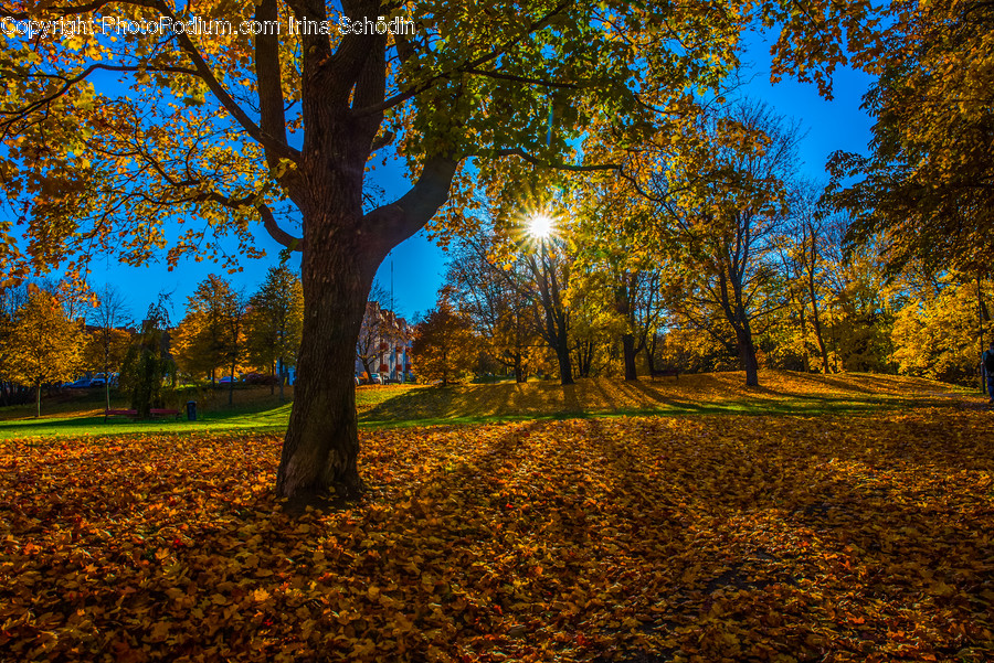 Tree, Plant, Tree Trunk, Leaf, Light