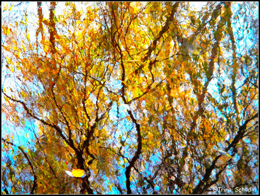 Tree, Plant, Tree Trunk, Leaf, Maple