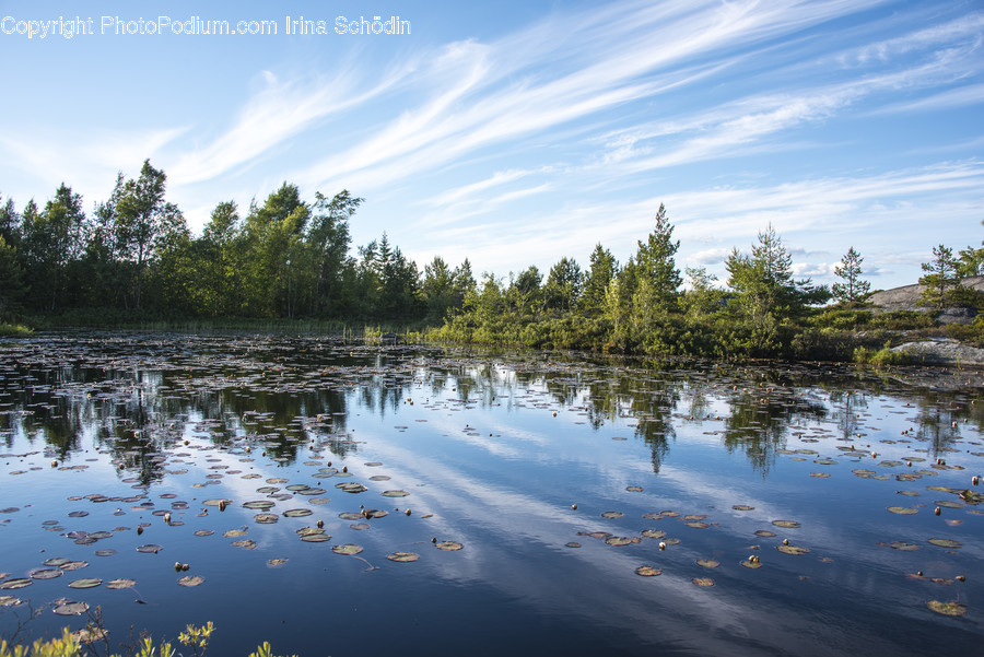 Land, Outdoors, Nature, Water, Bog