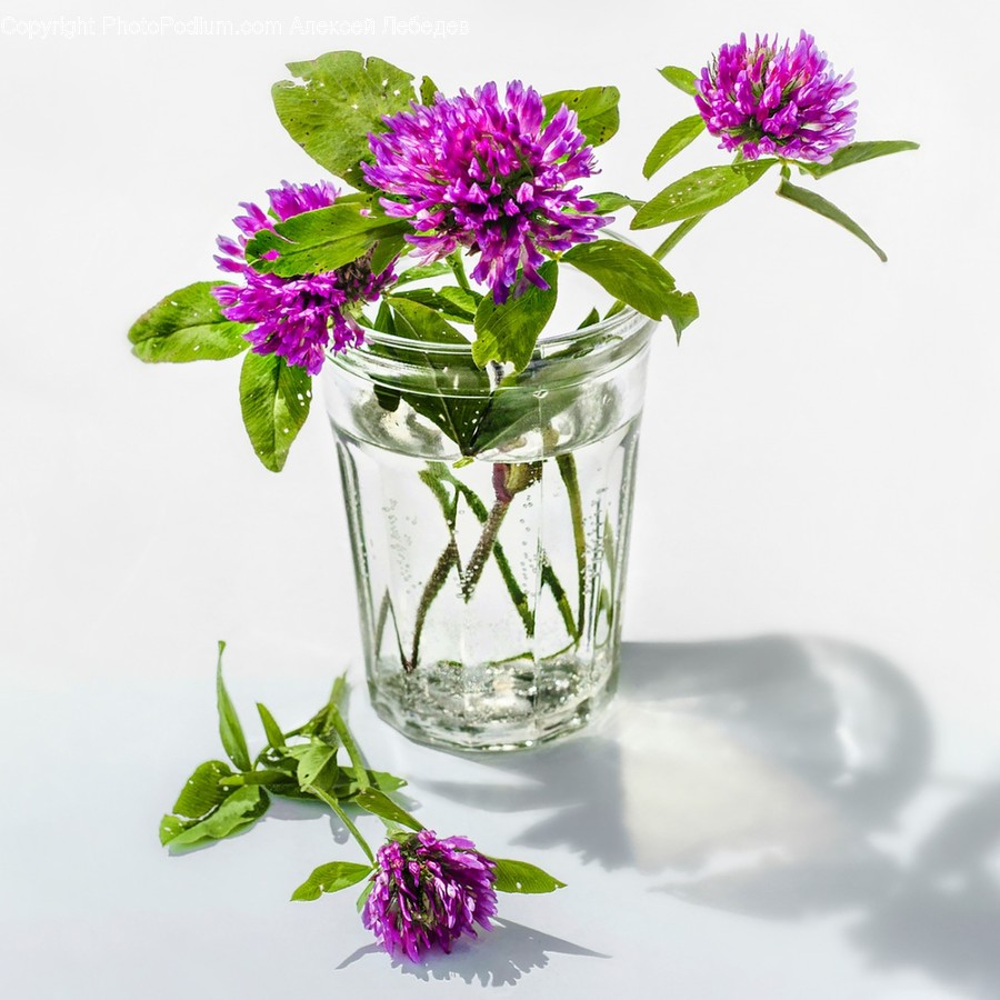 Plant, Blossom, Flower, Flower Arrangement, Pottery