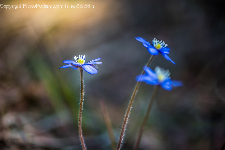 Plant, Flower, Blossom, Pollen, Daisies