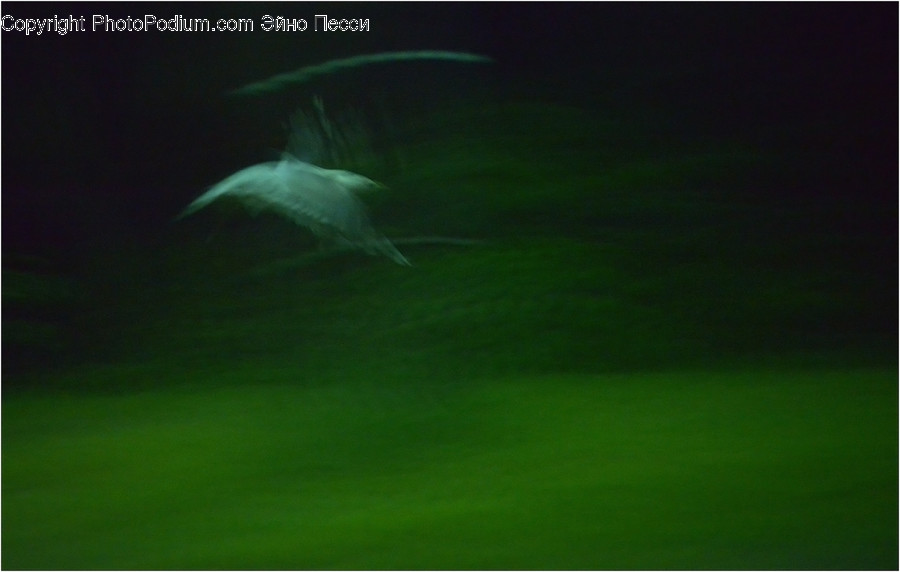 Animal, Sea Life, Mammal, Bird, Dolphin