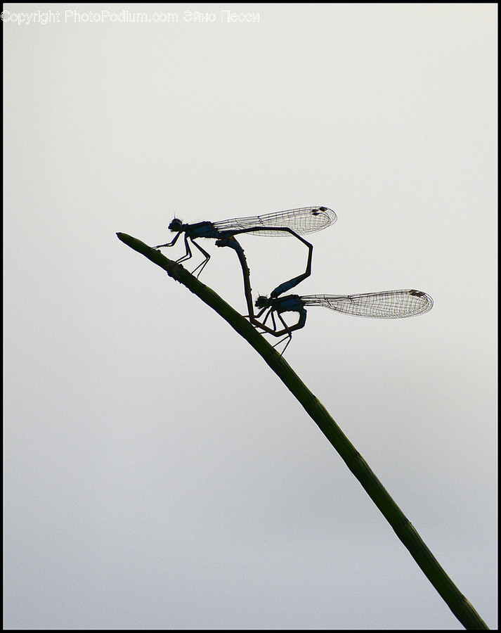 Insect, Anisoptera, Animal, Invertebrate, Dragonfly