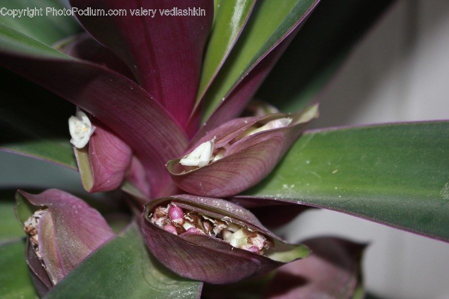 Plant, Flower, Blossom, Araceae, Petal