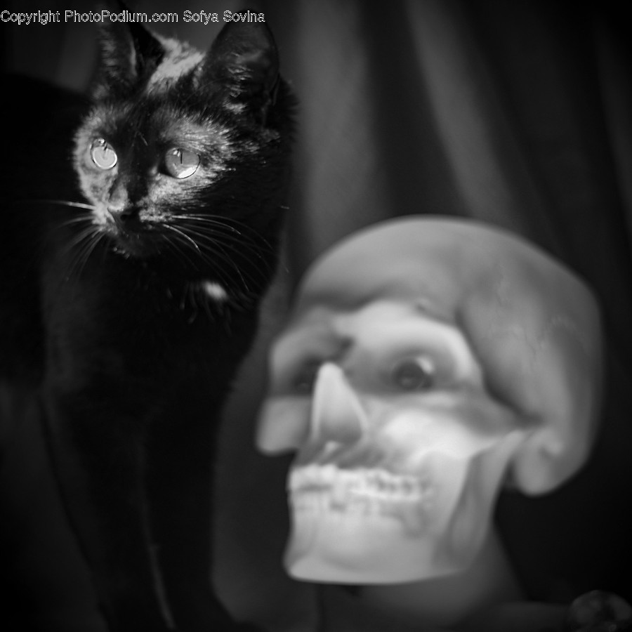 Cat, Mammal, Animal, Pet, Black Cat