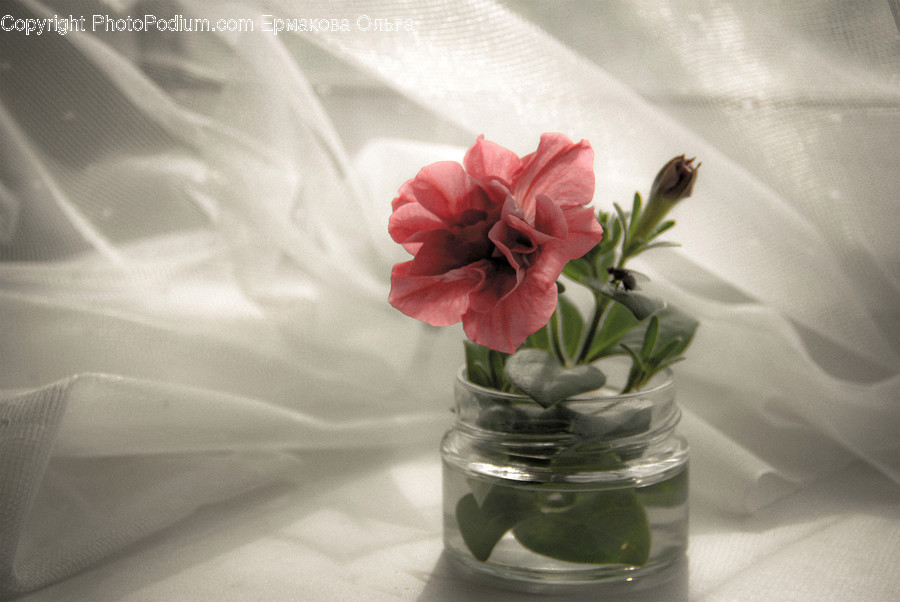Plant, Blossom, Flower, Flower Arrangement, Rose