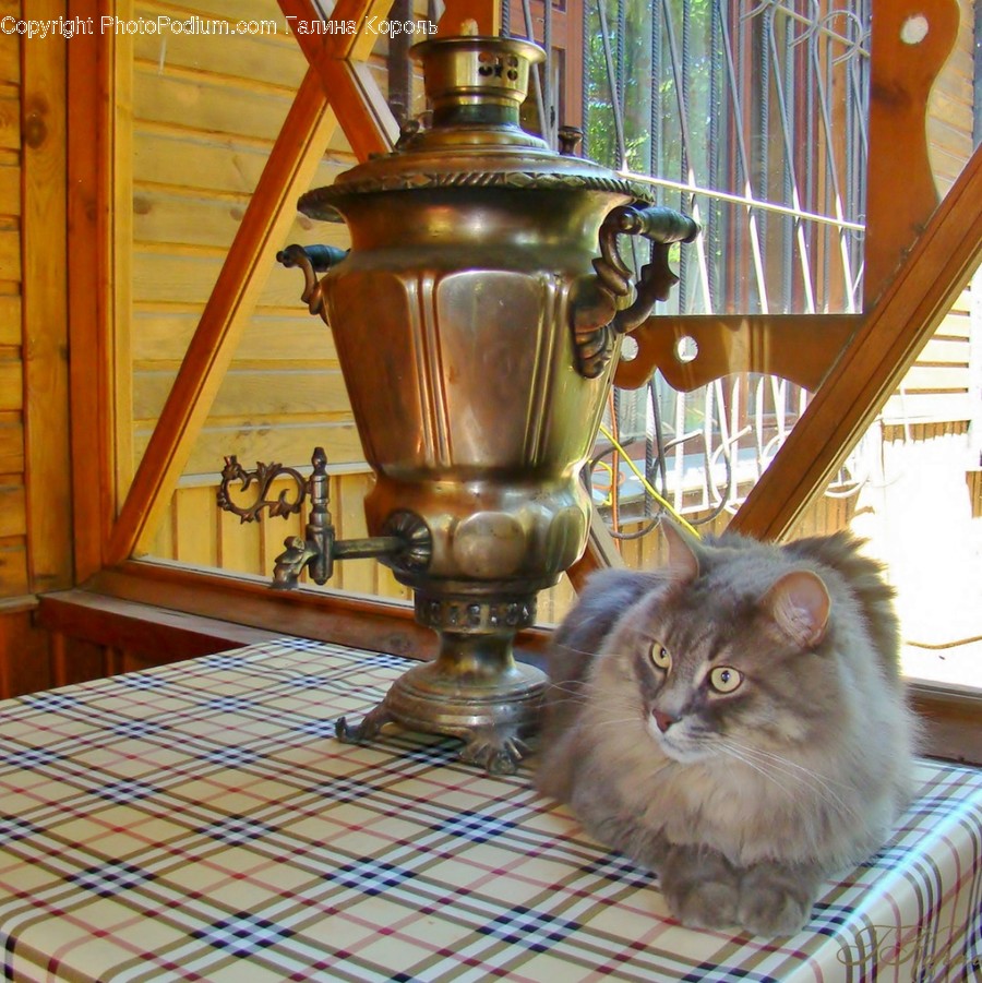 Wood, Furniture, Cat, Pet, Animal