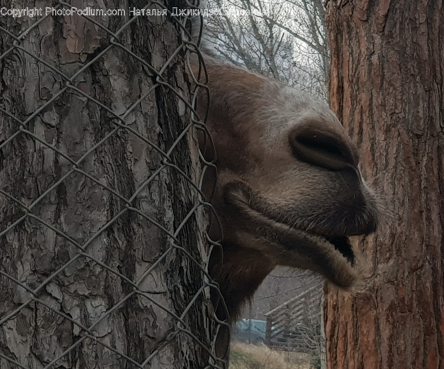 Animal, Mammal, Bear, Wildlife, Tree