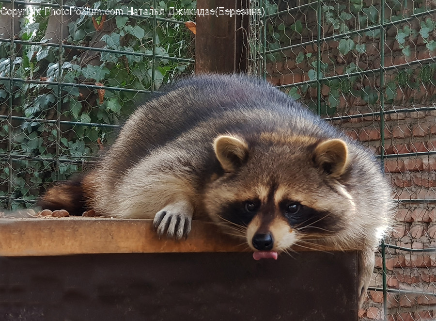 Rat, Rodent, Mammal, Animal, Raccoon