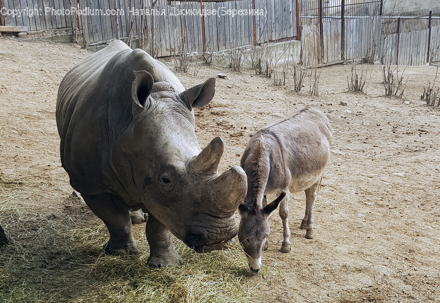 Mammal, Animal, Wildlife, Rhino, Sheep